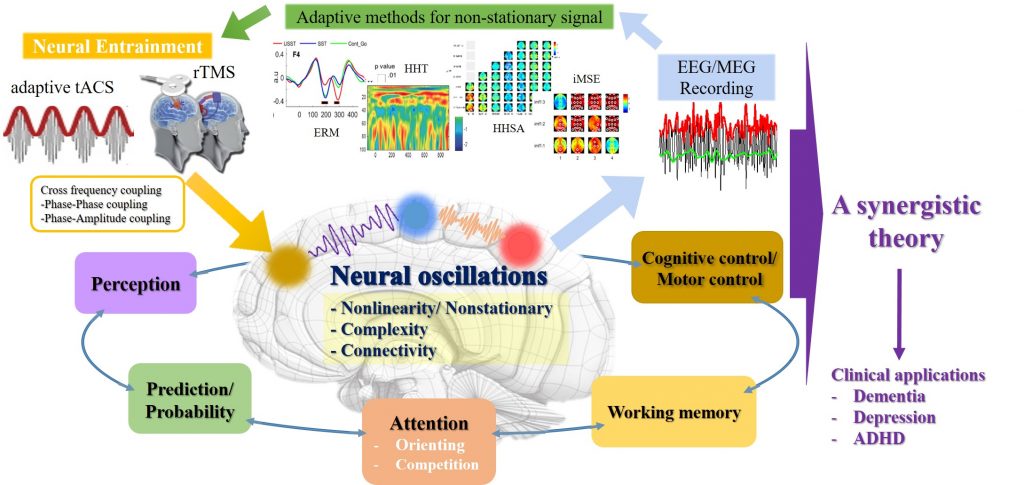 神經振盪與認知控制的協同理論架構圖，展示神經運作機制、腦區動態、注意力、工作記憶等認知功能的關聯